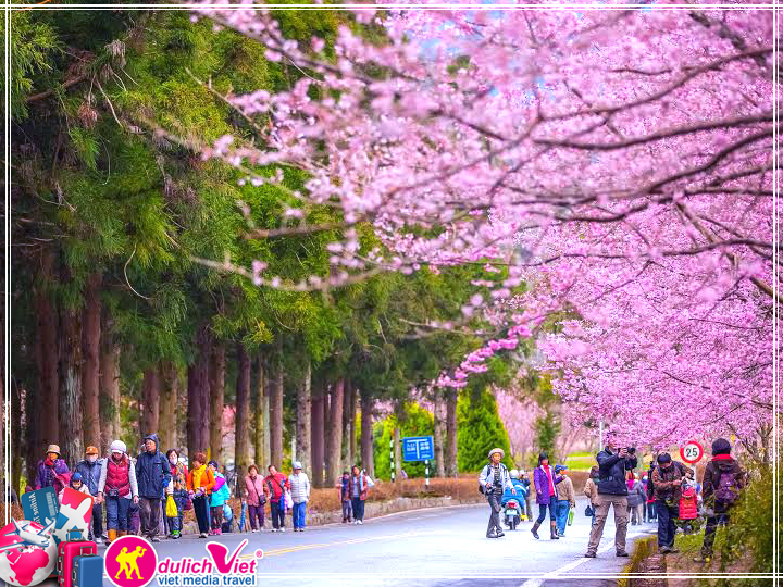 Du lịch Đài Loan ngắm hoa anh đào giá tốt 2017 từ Sài Gòn